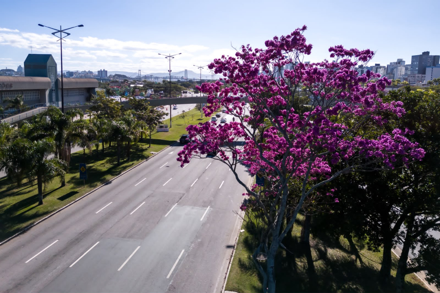 Florianópolis inicia inventário de 6 mil árvores para Plano Municipal de Arborização